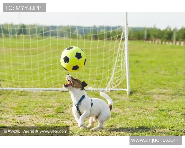 足球狗壁纸让你的桌面充满活力与趣味,尽享运动与宠物的完美结合 足球狗壁纸让你的桌面充满活力与趣味,尽享运动与宠物的完美结合
